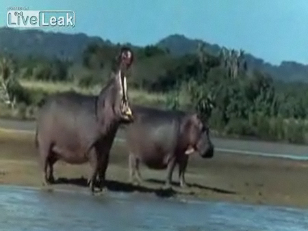 Животные алкоголики смотреть онлайн