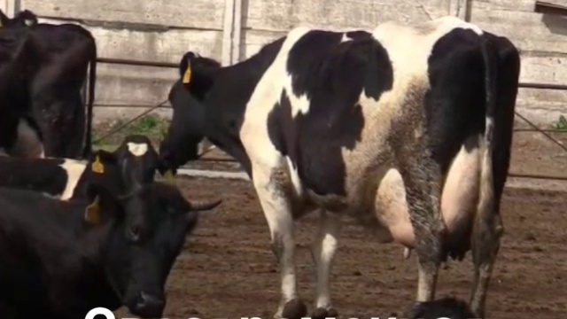 Компания КамАгро реализует молочные породы КРС смотреть онлайн