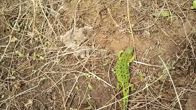 Наглый ящер