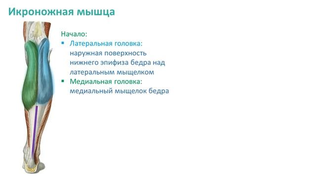 Мышцы голени: топография, строение, функции смотреть онлайн