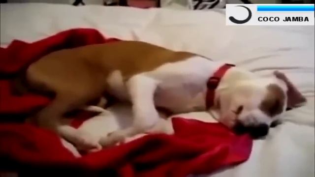 И даже во сне несет службу