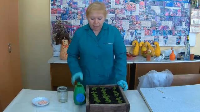 Как провести подкормку рассады Сальвии блестящей. Подкормка сальвии (шарфея).