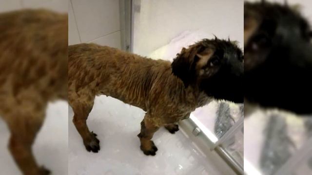 Estrela Mountain Dog. Pros and Cons, Price, How to choose, Facts, Care, History смотреть онлайн
