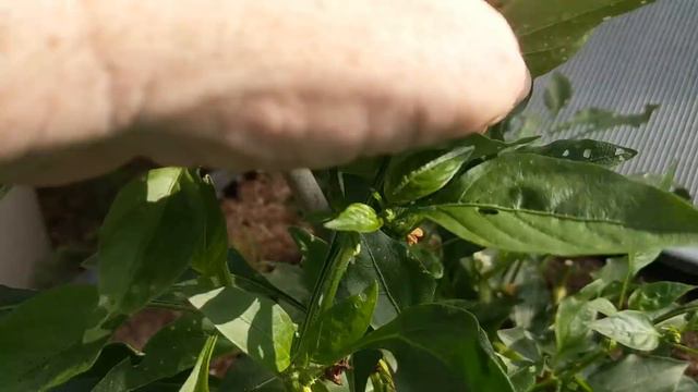 Invasion Of The Bugs & Grubs Gardening in the Subtropics смотреть онлайн