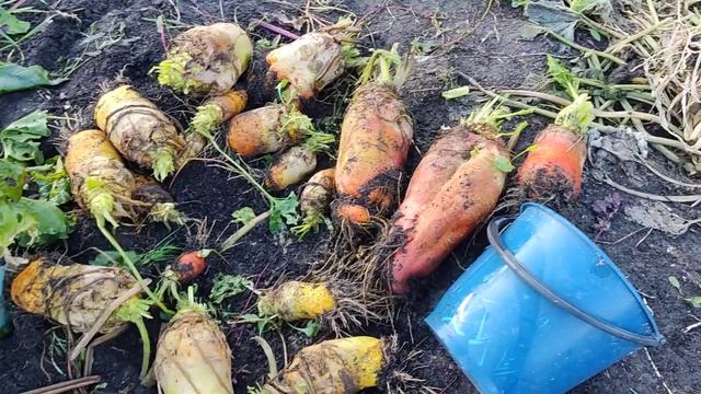 Кормовая свекла. Сусанино, Ленобласть10. 10.2023