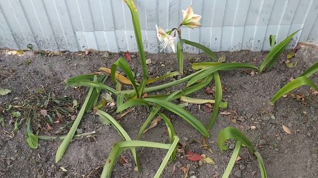 ГИППЕАСТРУМ цветет в саду ?/Когда выкапывать ГИППЕАСТРУМ из сада на покой? смотреть онлайн