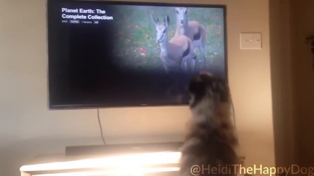 Heidi The Dog Watching Planet Earth смотреть онлайн