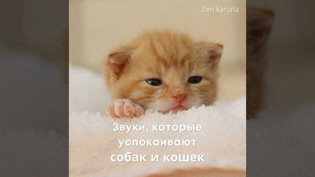 Музыка, которая помогает собакам и кошкам уснуть смотреть онлайн