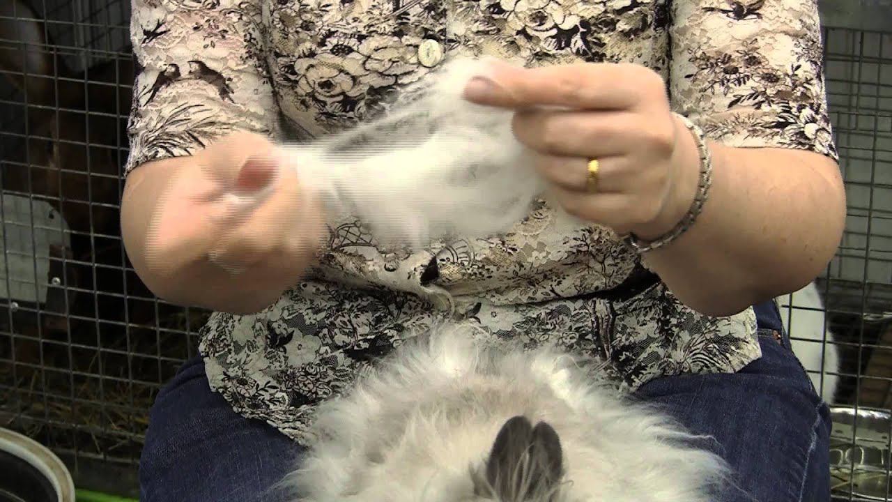 ООО СТБ Пуховые кролики Пермская ярмарка