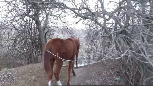 Брант Гелий Ростовское море Март 2016 смотреть онлайн