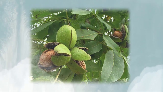 Как сохранить молодость Продукты позволяющие сохранить молодость часть2 смотреть онлайн