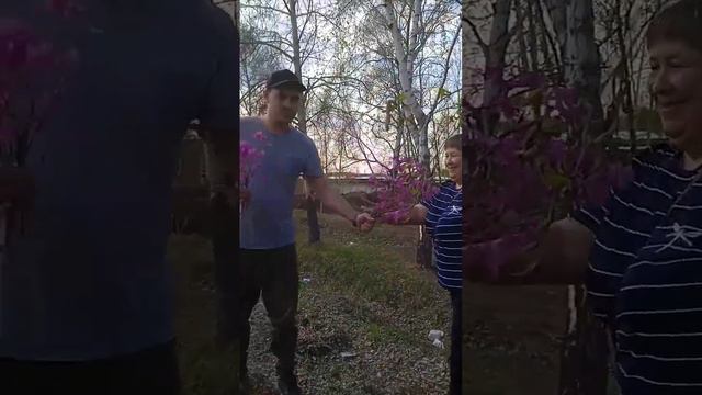 Багульник любимой теще и любимой жене😍 смотреть онлайн