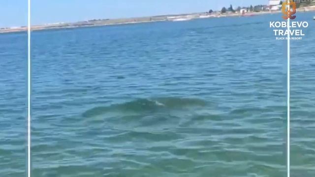 ✔️Коблево Видео: Дельфин в Черном море возле берега Коблево. Редкие кадры. смотреть онлайн