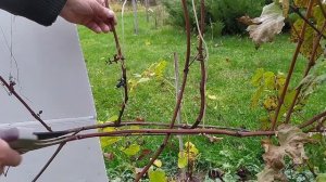 Обрезка винограда осенью#Виноград в Подмосковье - Учимся вместе