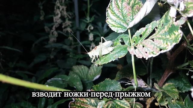 Кузнечик Кузя смотреть онлайн