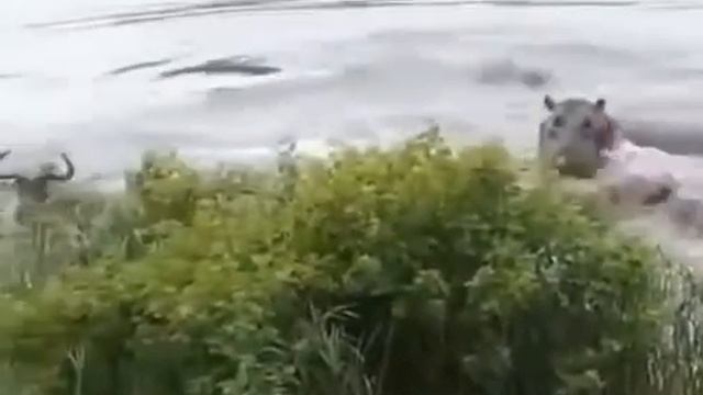 Крокодил, антилопа и бегемоты..... Crocodile, antelope and hippos..... смотреть онлайн