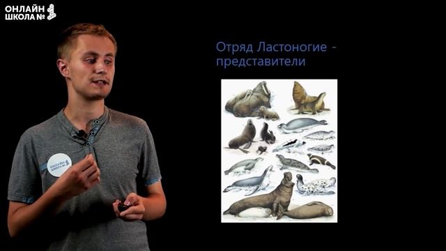Отряды млекопитающих: Китообразные, Ластоногие, Хоботные, Хищные. Видеоурок 32. Биология 7 класс смотреть онлайн