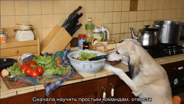 Салюки (порода собак): описание и рост борзой персидской смотреть онлайн