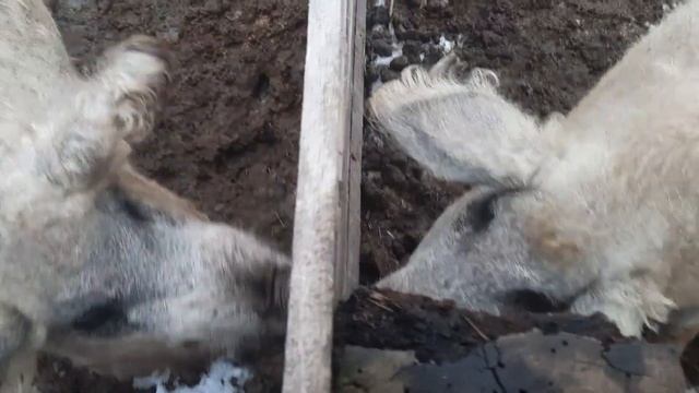 ВЕЛЬМАН, ГДЕ ТВОЕ ПЯТНО?!?? наша огромная ошибка при опоросе??. венгерская мангалица смотреть онлайн