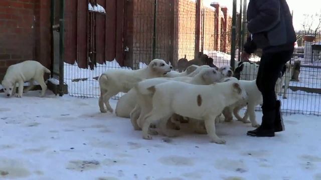 Щенки алабая, среднеазиатская овчарка, 3 МЕСЯЦА www.r-risk.ru +7 9262205603 Татьяна Ягодкинаь смотреть онлайн