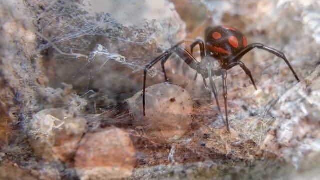 10 Самых Опасных и Ядовитых Пауков в Мире смотреть онлайн