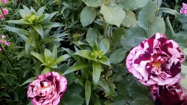 Роза флорибунда Новый Имидж. Лето 2019. #NewImegine #оранжевая #ЛуидеФюнес #ПодобиеСолнца смотреть онлайн