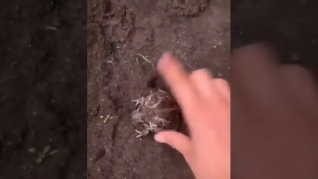 Как кричат лягушки от испуга смотреть онлайн