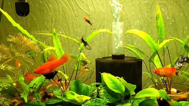 Кабомба смотреть онлайн