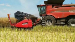 Убираем Рапс на CASE IH AXIAL- FLOW 8240
