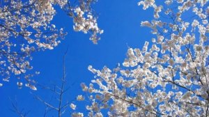 Спокойная классическая музыка  для весеннего настроения!//Calm classical music for a spring mood!