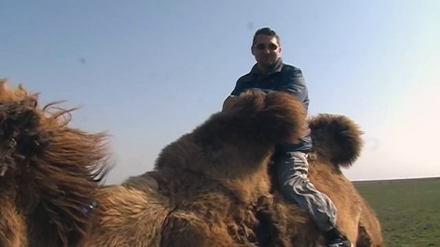 Саратов. Верблюды и тюльпаны смотреть онлайн