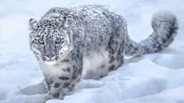 Интересные факты о снежном барсе или по другому Ирбис(Interesting facts about the snow leopard) смотреть онлайн