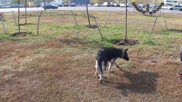 восточно европейская овчарка Афина 4мес, щенок восточно европейской овчарки на прогулке смотреть онлайн