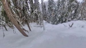 Домбай фрирайд в лесной зоне