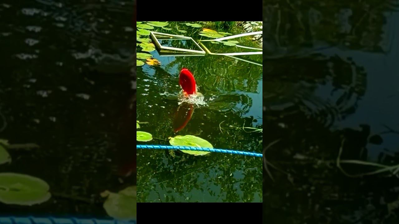 ВЕСЕЛАЯ РЫБКА в пруду/ FUNNY FISH in the pond смотреть онлайн