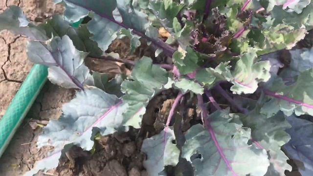 КАПУСТА КОЛЬРАБИ. ВЫРАЩИВАНИЕ. смотреть онлайн