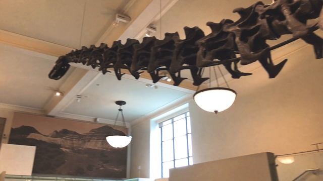 American Museum of Natural History & Central Park | New York City смотреть онлайн