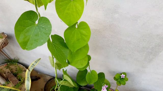 Giloy Vine Natural 🌿Immunity Bosster &Many Benefits in Giloy Vine How to grow from cutting.... смотреть онлайн