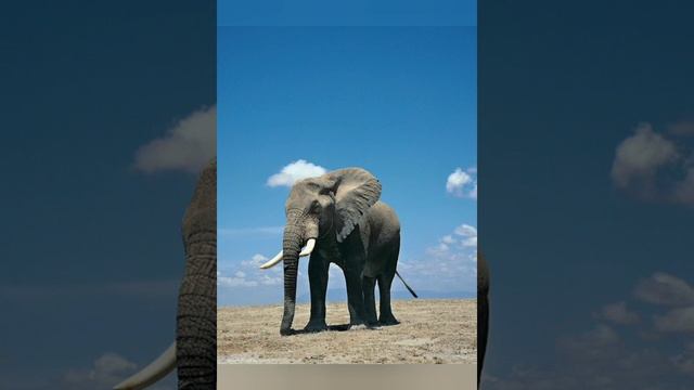 Факты про слонов. смотреть онлайн