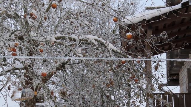 В Лен. области - 17 градусов 06.12.23 По деревне ходят ЛИСЫ #природа #природа_россии #погода смотреть онлайн