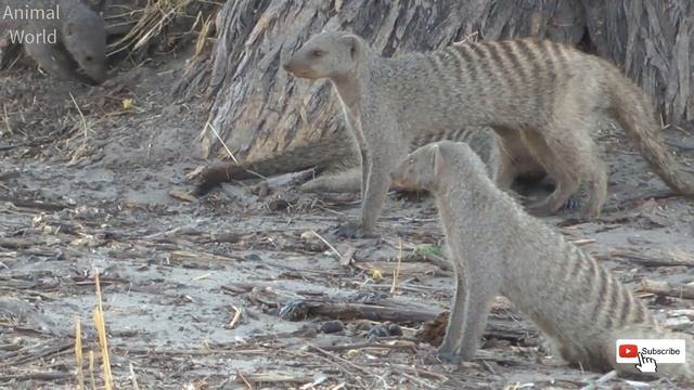Mongoose Sounds - What Sounds Does A Mongoose Make?