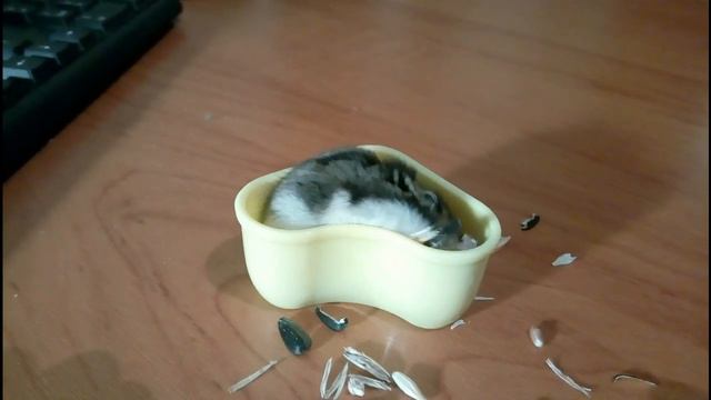 Хомяк Сара и ее обед / Hamster Sara and her lanch смотреть онлайн