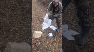 Установка капканов на пахучку для волка.