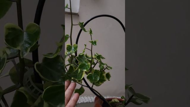 English Ivy #backyardgarden #gardencommunity #ivy #creepers #vines #gardenideas #flowergarden