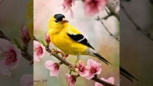 Эдвард Григ - Птичка