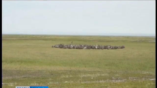В Мейныпильгыно возрождают оленеводство смотреть онлайн