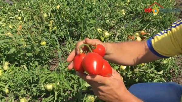 Veloz F1 (Велоз) Среднеранний гибрит томата от фирмы Seminis