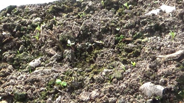 Посевы под зиму,каков результат? смотреть онлайн