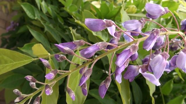 Sony CX550 footage смотреть онлайн