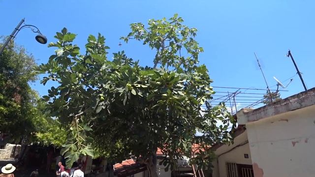 ТУРЦИЯ ?? ШОК ОТ ЗАВТРАКА! ЛУЧШАЯ ЕДА! ЧТО ПОСМОТРЕТЬ В АЛАНЬЕ / VLOG смотреть онлайн